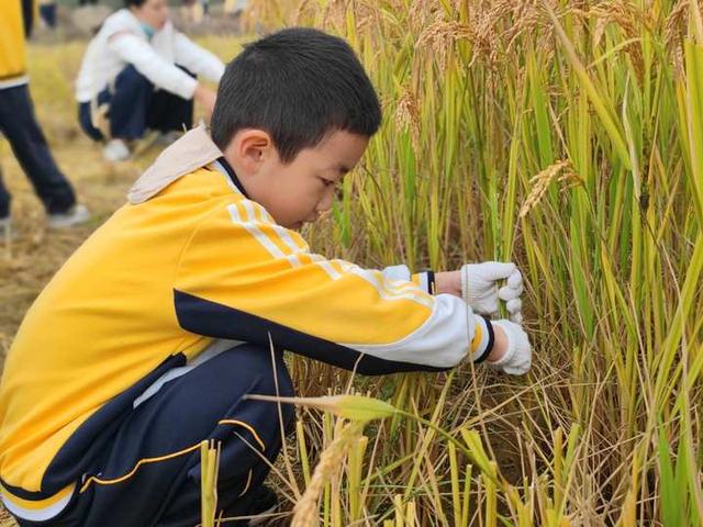 趣探乡野，找“稻”快乐！杭州新湾二幼把教室搬到农田里