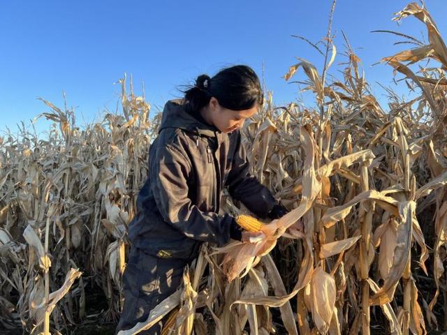 多产粮、产好粮、广节粮：中国产粮第一大省端牢中国饭碗