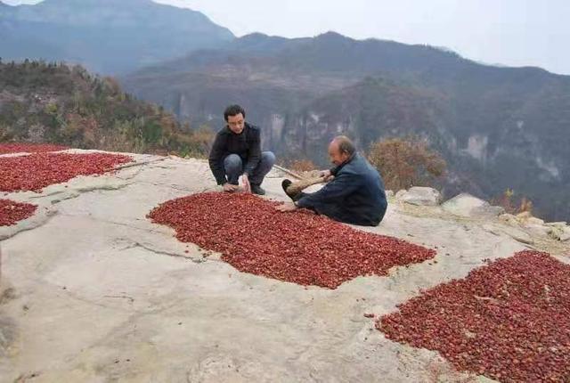 河南辉县市沙窑乡水寨窑村 山楂树下的创业心