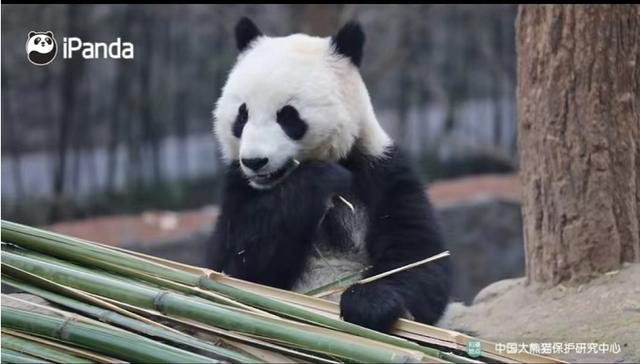 技术贴！如何分辨大熊猫