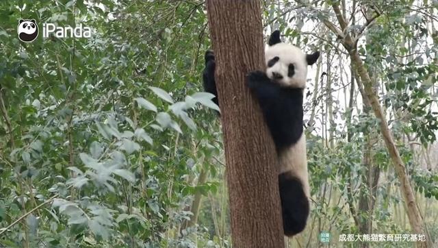 技术贴！如何分辨大熊猫