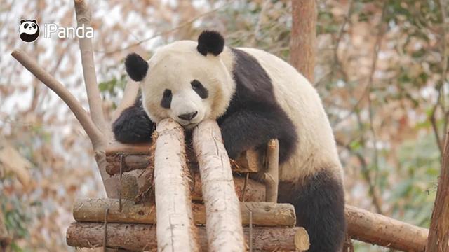 技术贴！如何分辨大熊猫