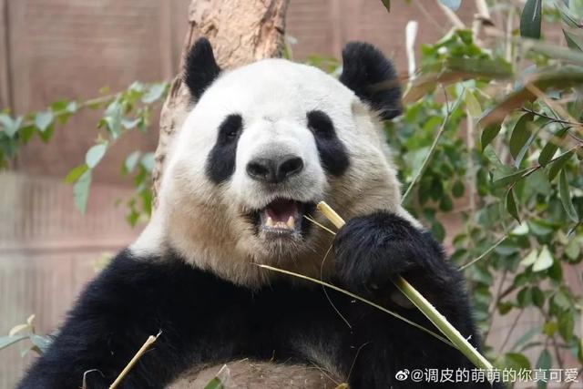 技术贴！如何分辨大熊猫