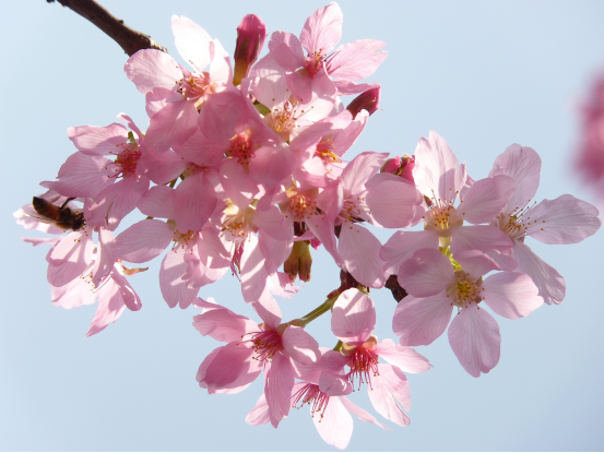 春游绵阳·观花乡野（梓潼篇） || 这个春天，两条线路带你玩转梓潼！亲子赏花、近郊踏青，总有一款和适合你~