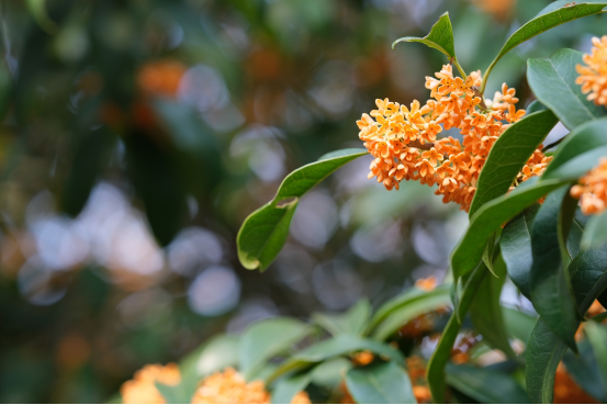 春游绵阳·观花乡野（梓潼篇） || 这个春天，两条线路带你玩转梓潼！亲子赏花、近郊踏青，总有一款和适合你~