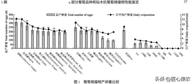 阳光玫瑰嫁接苗不同砧木如何选？优缺点分析