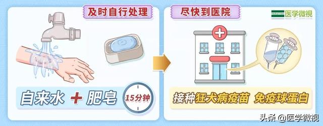 狂犬病病死率100%！被抓、咬伤后24小时内没打疫苗怎么办？