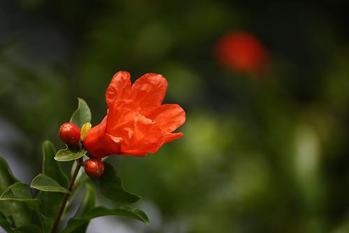 火红的石榴花，挂满枝头，点燃夏日**