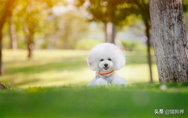 如何给比熊犬修毛？在家自己也能做