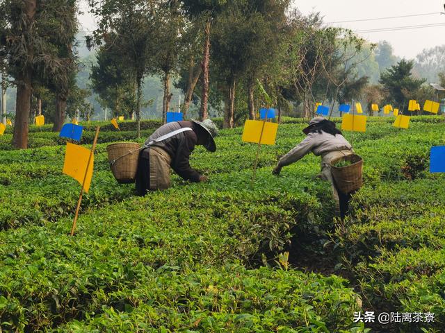 现代管理，顶尖科技！大益普洱茶的技术在世界处于什么水平？