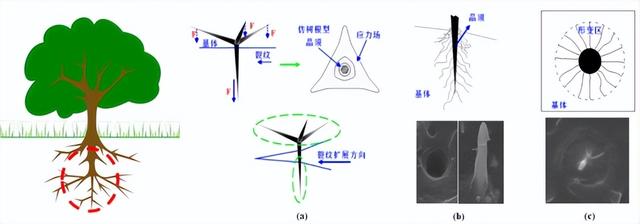 于无声处听惊雷——交大团队实现高分子材料强韧化功能化