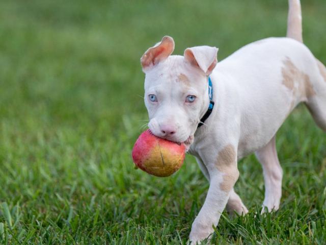 比特犬vs杜高犬，谁的战斗力更强？