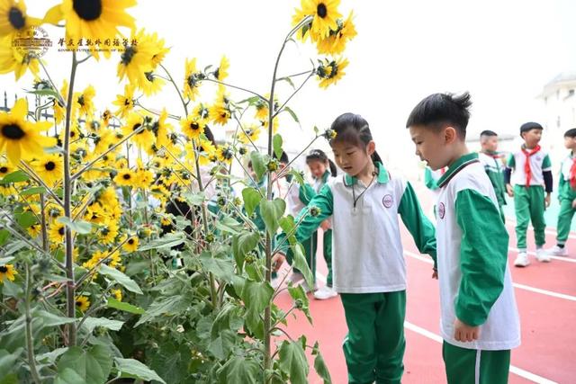 春风十里，共“植”有你！肇庆师生植树添绿忙~