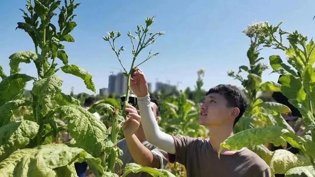 不是“校花”，你们是农大最美的人！