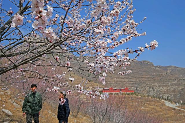 桃花正月开，奇观惹人来，网红风景位于青州上稍村西的笔架山，本周进入盛放期