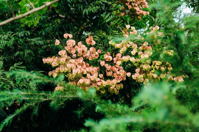 校园美景 |满园芬芳知秋来，至诚校园秋景大赏来啦