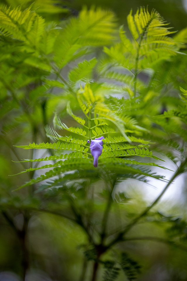 校园环境｜福建师范大学这一场蓝紫色的美好，如约而至