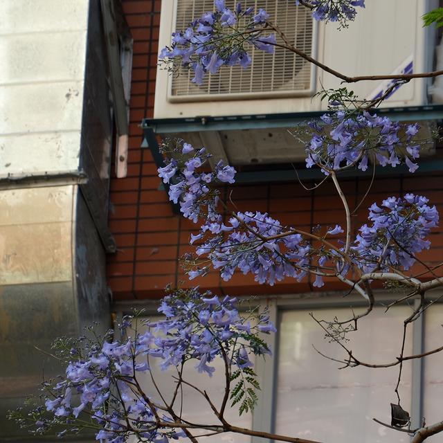 校园环境｜福建师范大学这一场蓝紫色的美好，如约而至