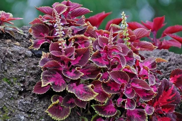 一年四季可以养在室内的开花植物和观叶植物，附新手养护教程