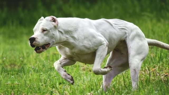 比特犬vs杜高犬，谁的战斗力更强？